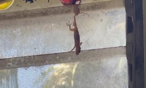 Lizards Hang From Christmas Ornament