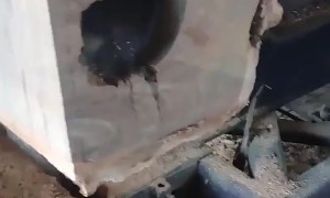 Anteater Lodged In Log