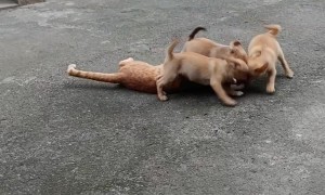 Playful Puppies Perturb Poor Kitty