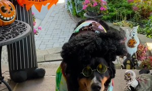 Berner Shows Off Collection Of Halloween Costumes