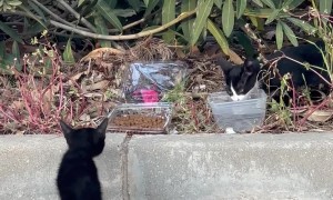 Husky Finds Stray Kittens In Storm Drain