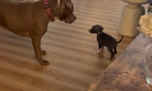 Confident Puppy Plays With Bigger Dog