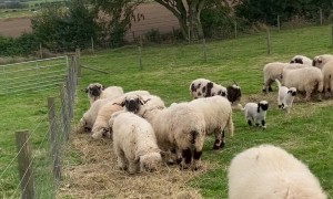 Lambs Frolic on the Farm