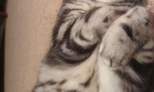 Purring Cat Is the Face of Pure Bliss