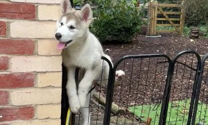 Malamute Puppy Climbs Gate