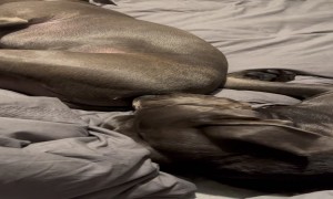 Stinky Snores For Sleeping Dog