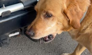 Dog Just Wants the Ball