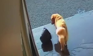 Golden Retriever Dumps Water Bucket