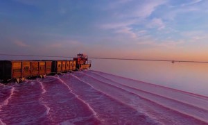 Train Travels Through Picturesque Pink Water