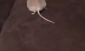 'Big Suze' the Pet Rat