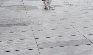 Puppy Brings In The Post