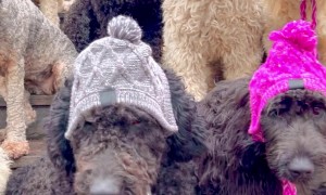 Eleven Fluffy Fashionistas