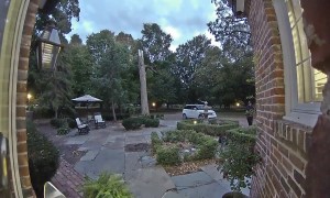 Doberman Puppy Smacks Into Glass Door