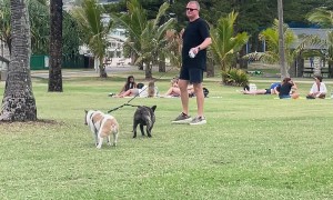Dogs Dragged Through Grass