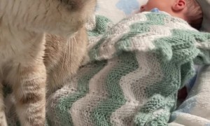 Cat Makes Biscuits On New Sibling