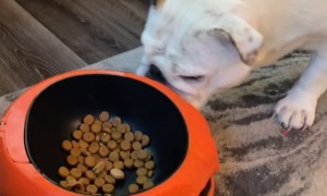 Skeleton Hand Doesn't Deter Hungry Bulldog
