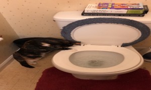 She Loves To Watch The Toilet Flush