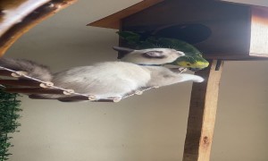 Cat Steals The Birdhouse