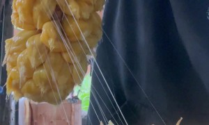 Hybrid Between A Jackfruit And A Cempadack