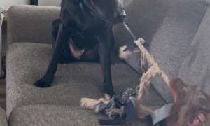 Pulling His Weight and His Friends Too