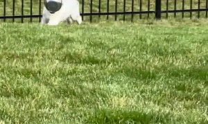 No Better Toy Than A Bowl