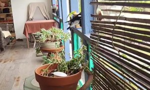 Avoid Getting Swooped This Magpie Season