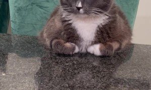 Stuart the Politely Sitting Counter Cat