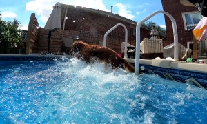 Undefeated Stationary Dog Paddle Champion