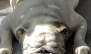 Sleepy Barks From English Bulldog