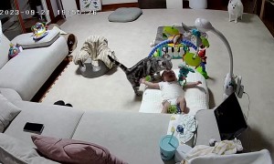 Cat Comforts Crying Baby