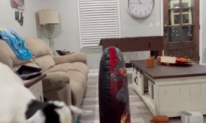 Nightly Fun With the Baby Goats