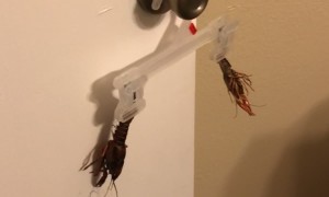 This Is My Crawfish Hanger