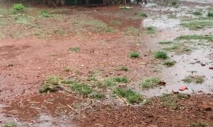 Mama Dog Saves Her Puppies From Storm