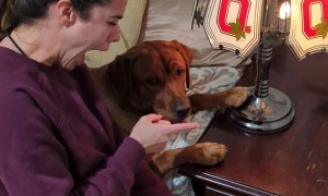 Dog Boops Conduct Electricity to Turn On Lamp