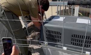 Rescuing a Vulture at Sea