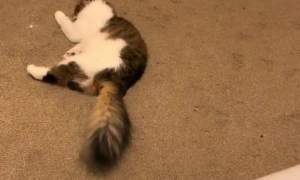 Cat With Cerebellar Hypoplasia Makes a Valiant Attempt to Jump on Bed