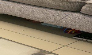 Baby Wiggles Way Under Sofa