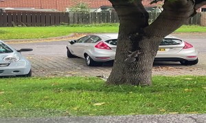 Cat Chases Squirrel Around Tree