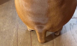 Dog Has A Built In Kickstand