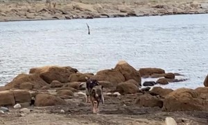 This Dog Stole My Flip-Flop