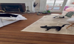 House Cats React to Halloween Decoration