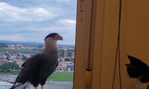 Falcons Eye Felines Through the Window