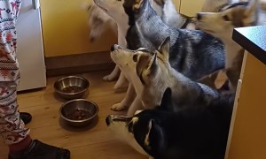 Busy Breakfast Time in a House Full of Huskies