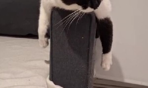 Silly Cat Does Pretty Poses