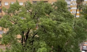 Storm Sends Tree Toppling Onto Car