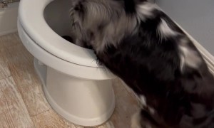 Australian Shepherd Has the Time of Her Life Playing in Toilet