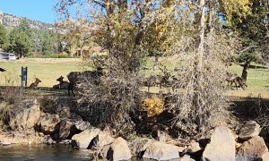 Guy Gets Too Close to Elk Herd in Estes Park