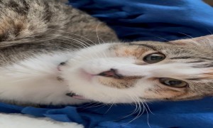 The Vet Suggested She Is an Alien