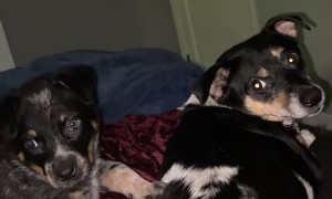 My Dog Likes Back Scratches So Much, She Trained the Puppy