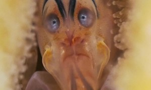 A Very Shocked Shrimp